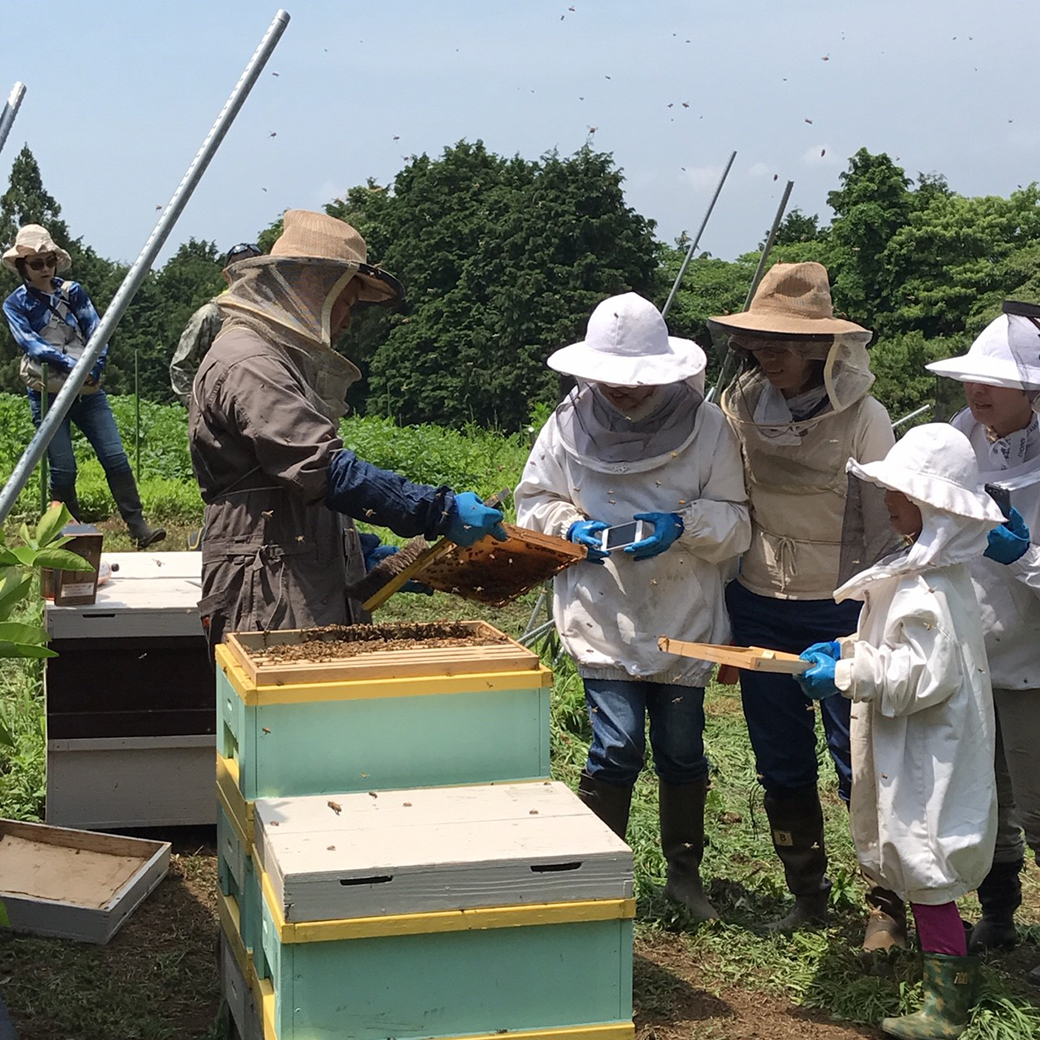 みつばちのーとの採蜜体験の様子